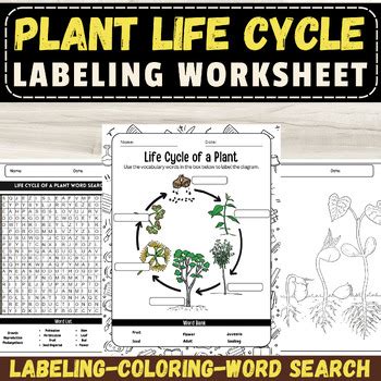 Label the Plant Life Cycle: Growth Stages Worksheet & Activities by ...