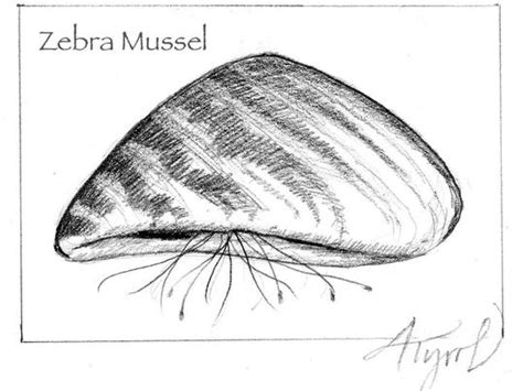 Zebra Mussels Good The Bad And The Ugly