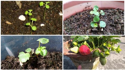 The Best Way To Growing Strawberry Plant From Seed How To Grow