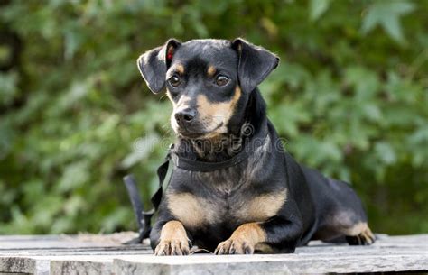 Miniature Pinscher Manchester Terrier Mixed Breed Dog Adoption Photo