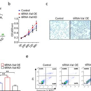 The Regulatory Function Of TiRNA Val In HRMEC Cells A TaqMan RT QPCR