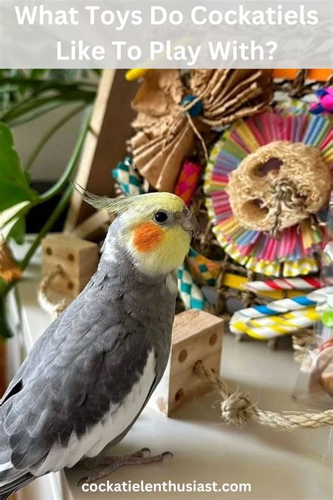 Diy cockatiel toys – Artofit