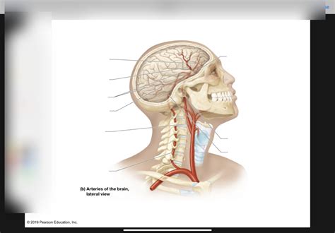 brain arteries Diagram | Quizlet