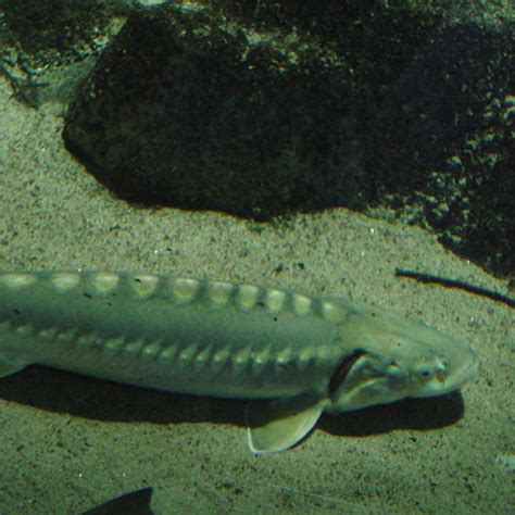 What Is Missing European Sturgeon Protection Enacted