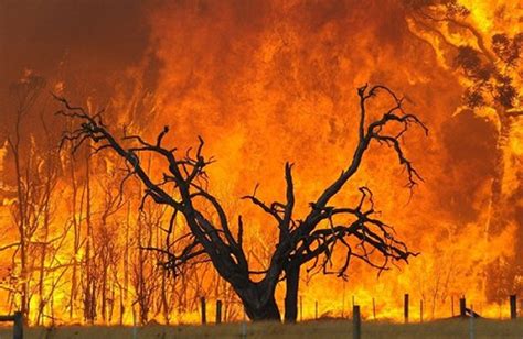 Wildland Fire Prevention: Wildfire Protection and How it Effects you