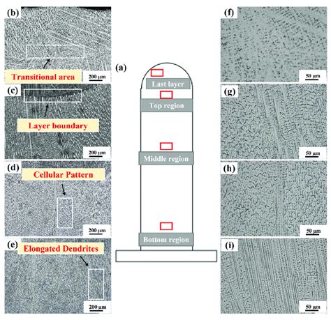 Microstructure Morphology In Cross Section Y Z Plane Of The Download Scientific Diagram