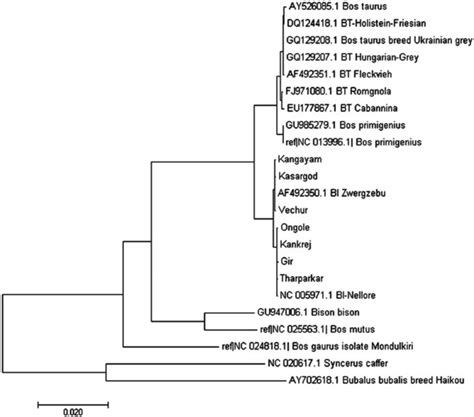 Phylogenetic Analysis Of Cattle Phylogenetic Relationship Was Analyzed