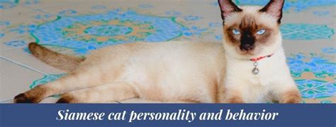 Best 15 Siamese Cat Personality Facts Zoological World