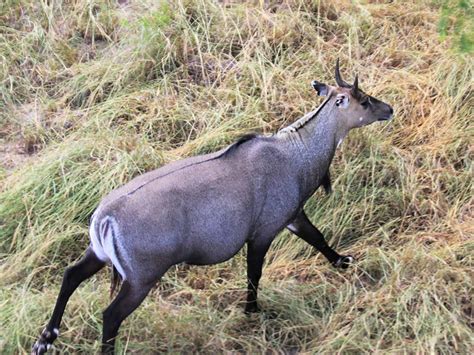 Nilgai mammals at Rajaji National Park | RAJAJI NATIONAL PARK