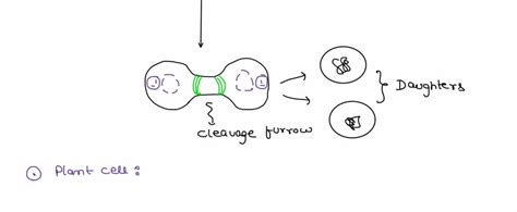 Solved Cytokinesis Draw It Cytokinesis Begins During Telophase And