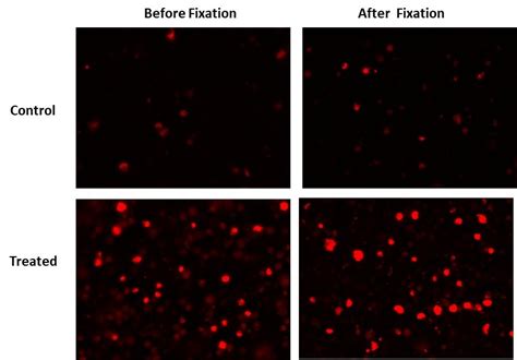 Cell Meter™ Live Cell Caspase 3 7 Binding Assay Kit Red Fluorescence Aat Bioquest