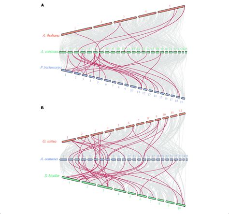 Synteny Analysis Of Sbt Genes Between Pineapple And Arabidopsis