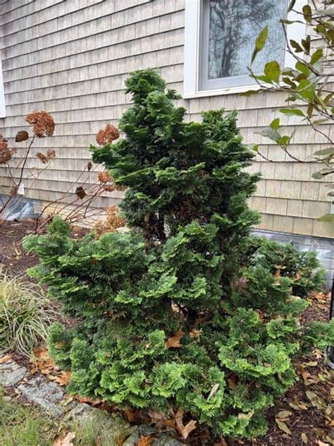 I Love Chamaecyparis Obtusa ‘nana Gracilis Aka Dwarf Hinoki