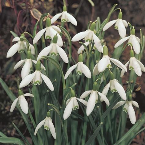 Single Snowdrops Bulbs In The Green Galanthus Nivalis Buy Online