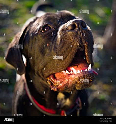 Portrait Of Cane Corso Dog With Open Mouth Stock Photo Alamy