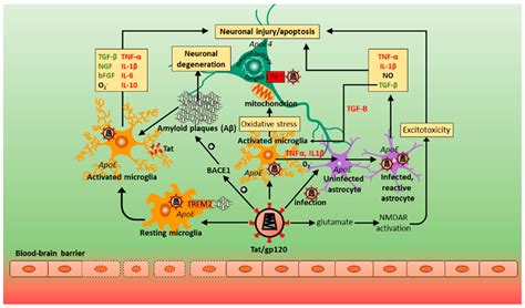 Pathogenesis Of Hiv