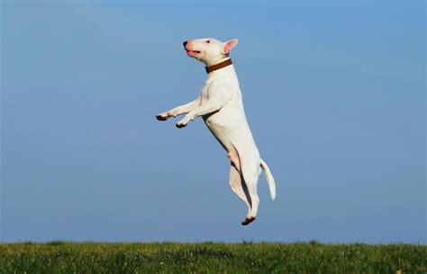 Meilleurs conseils pour garder son chien en bonne santé