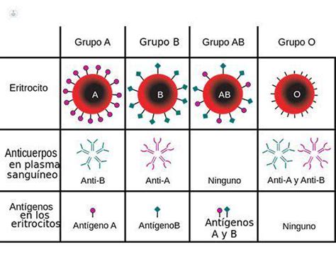 Grupos Sangu Neos Tipos Y Caracter Sticas Top Doctors