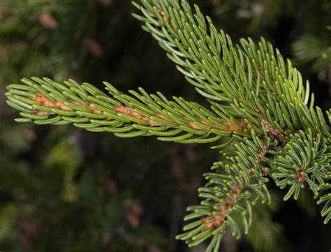 Picea rubens (Red spruce)