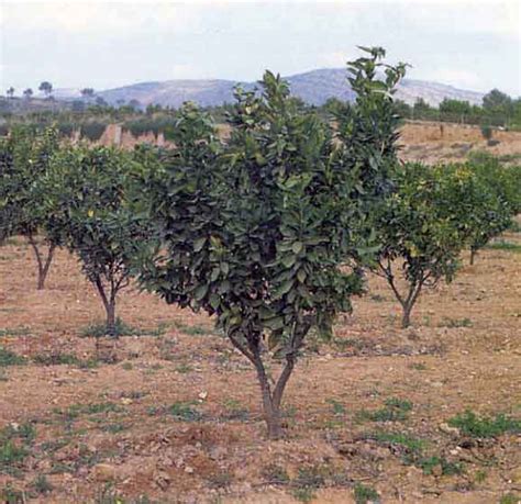 Poda De Cítricos En Agricultura100 Regenerativos