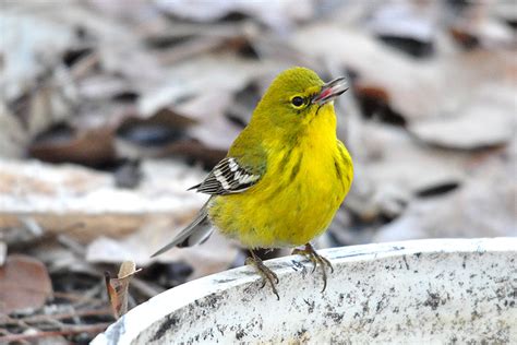 Setophaga Pinus Pine Warbler Dendroica Pinus