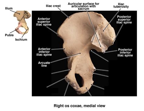 Right Os Coxae Medial View Part Ii Diagram Quizlet