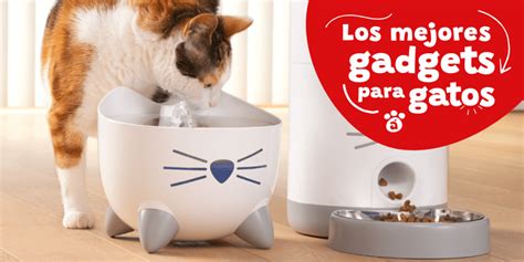 Qu Juegos De Inteligencia Pueden Entretener A Tu Gato Y Estimular Su Mente