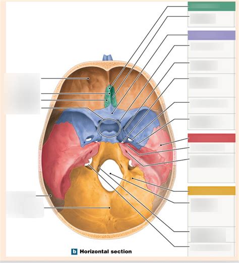 Horizontal Section Of Skull Diagram Quizlet