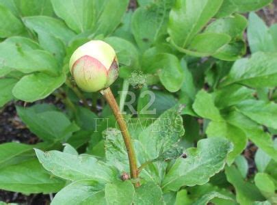 Paeonia Peony Vanilla Schnapps R Peony Offer