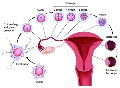 Fertilization steps and development of blastocyst and implantation ...