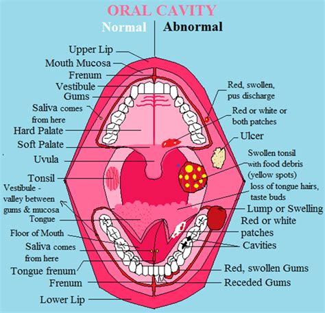 Anatomy of Teeth and Mouth: A Guide to Better Oral Health - Gateway of ...