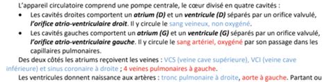 ANATOMIE G Chap 5 Le système circulatoire Cartes Quizlet