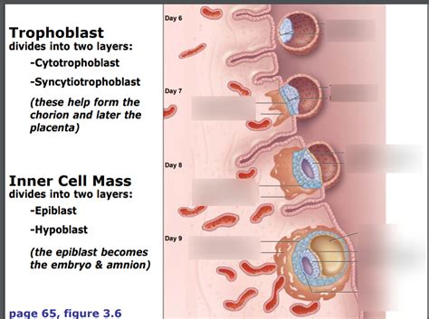 Implantation Of The Blastocyst Diagram Diagram Quizlet