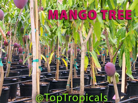 How To Fertilize A Mango Tree Top Tropicals Blog