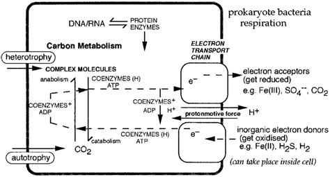 Main Components Of Respiration And Metabolic Processes Of Prokaryote