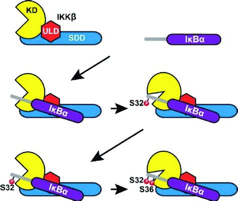 Proposed Model Of Double Iκbα Phosphorylation Catalyzed By Ikkβ Within