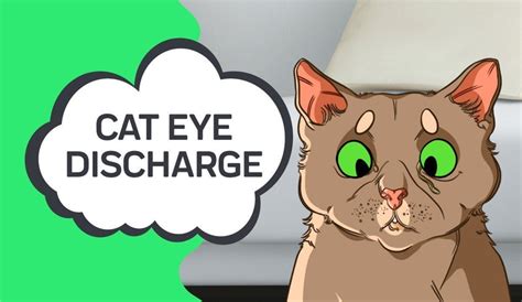 Cat Eye Discharge – Innovet Pet