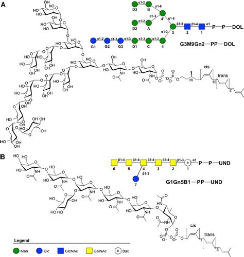 Figure 1 From Lipid Linked Oligosaccharides In Membranes Sample Conformations That Facilitate