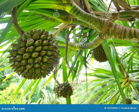 Green Pandan Fruit With Palm Background Stock Image Image Of Outdoor