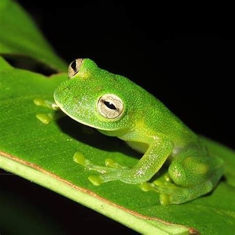 Glass Tree Frog