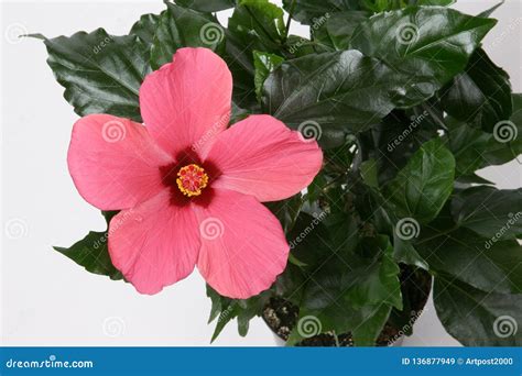 Flor Cor De Rosa Do Hibiscus No Fundo Branco Imagem De Stock Imagem