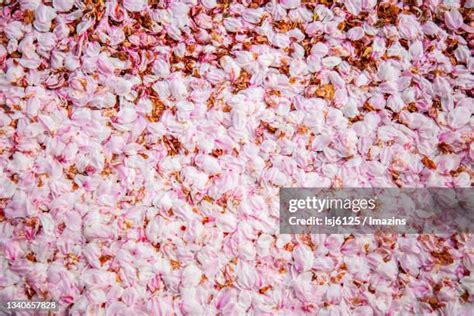 56 Cherry Blossom Jeju Stock Photos, High-Res Pictures, and Images - Getty Images