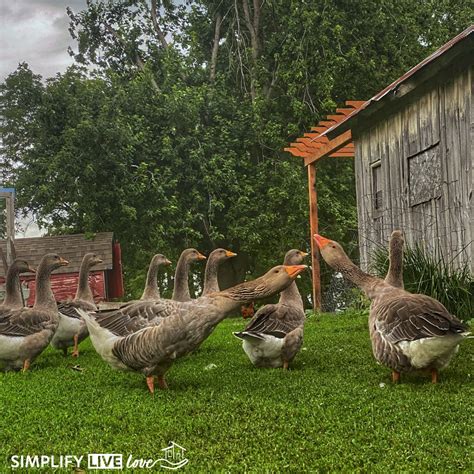 What to Know About Raising Geese on a Homestead (Benefits & Drawbacks ...