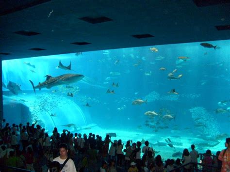 Okinawa Churaumi Aquarium - Okinawa - Japan Travel