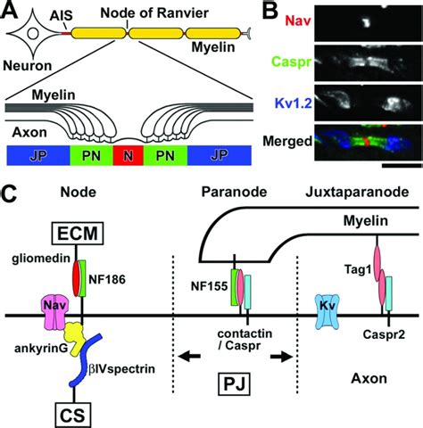 A Cartoon Illustrating The Structures Of The Myelinated Nerve Fiber