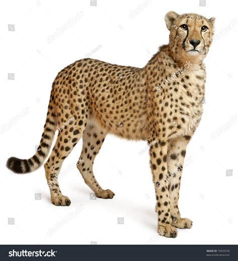 Cheetah Isolated Stock Photos Images Photography Shutterstock