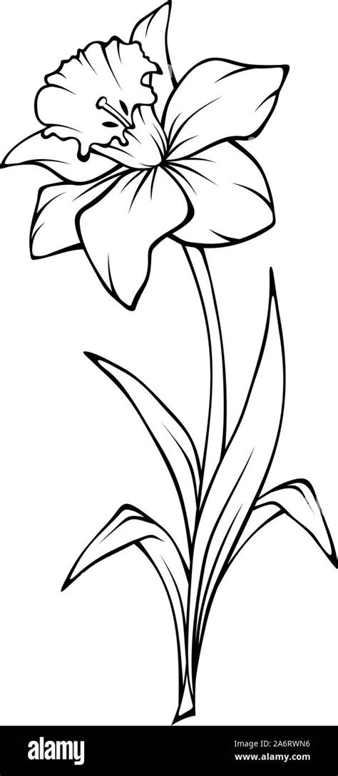 Narcissus Flower Isolated On White Vector Black And White Line Art Illustration Stock Vector