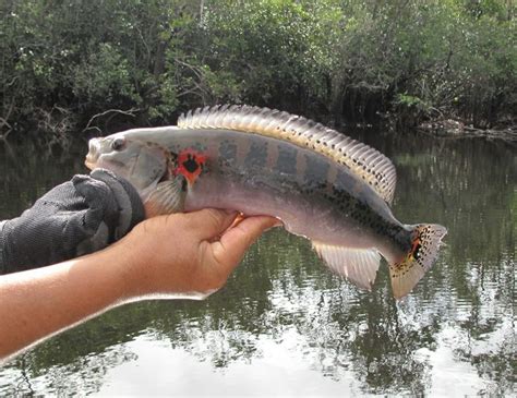 Amazon River Fish Species | amazon jacunda | Amazon river, River ...