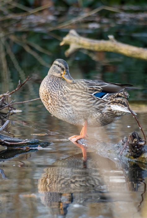 Canard Oiseau Plumes Photo Gratuite Sur Pixabay Pixabay