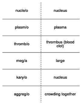 Hematology And Immunology Combining Forms Flash Cards Tpt